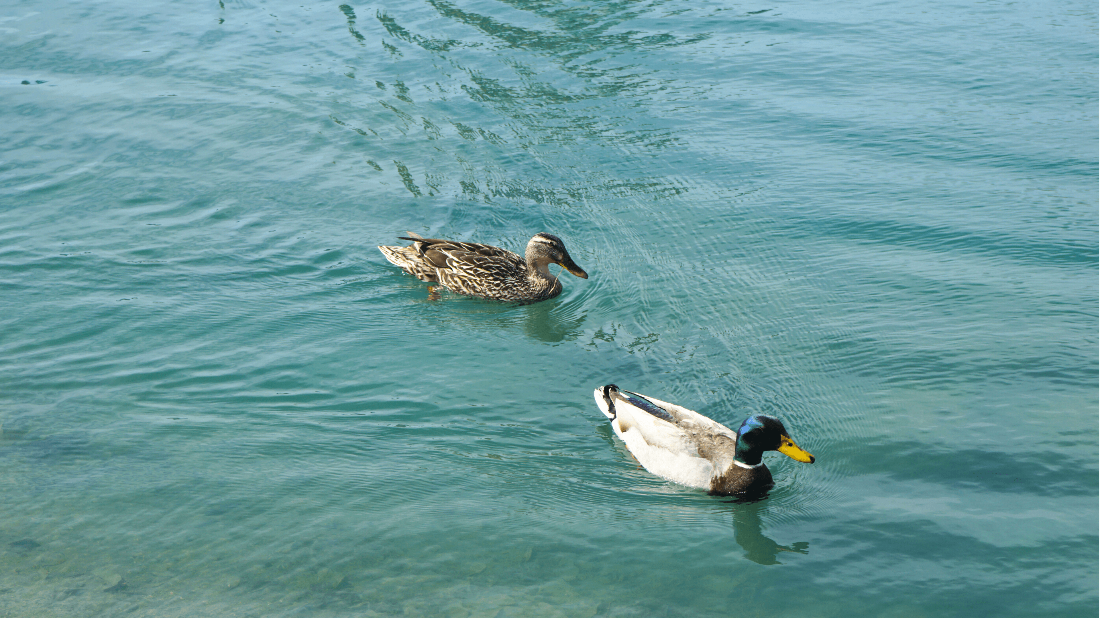 Ducks